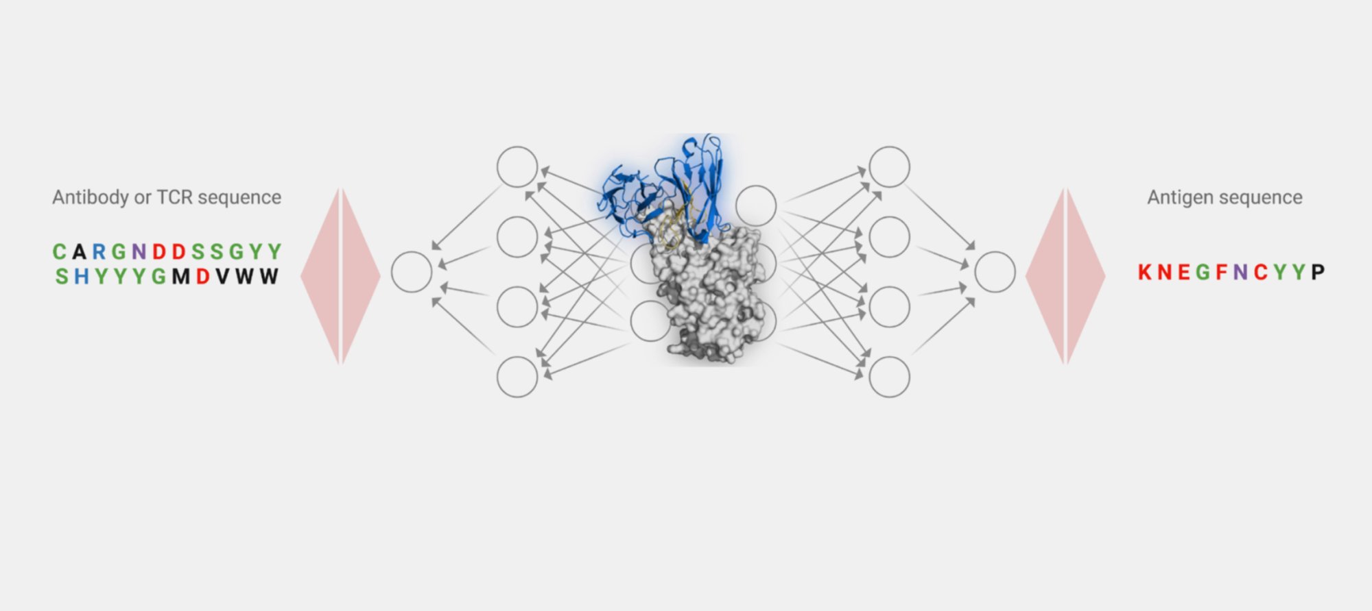 Deepl learning model for predicting TCR-antigen interactions