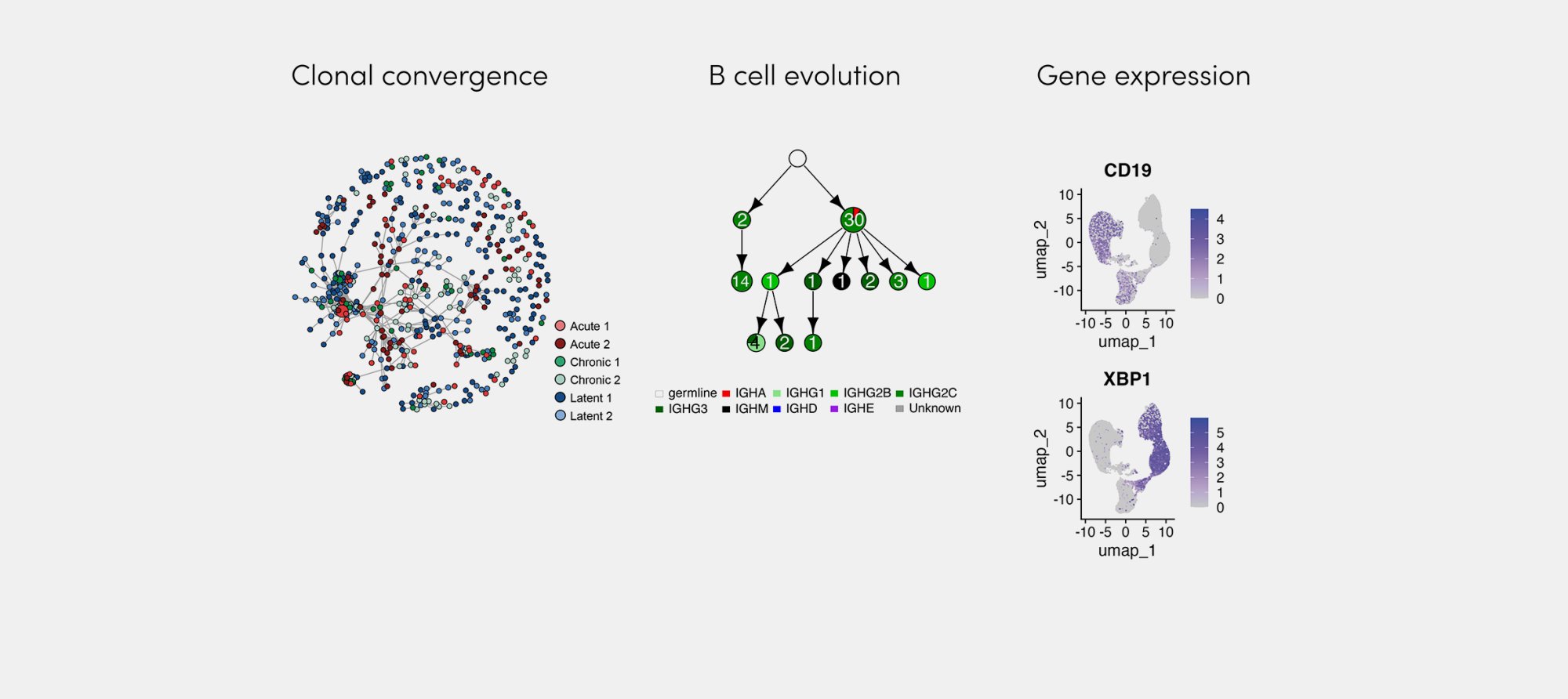 The Immunoglobe Initiative maps high-dimensional immune fingerprints, exemplified by clonal convergence, B-cell evolution, and transcriptional phenotypes, to reveal how the immune system develops across time and space