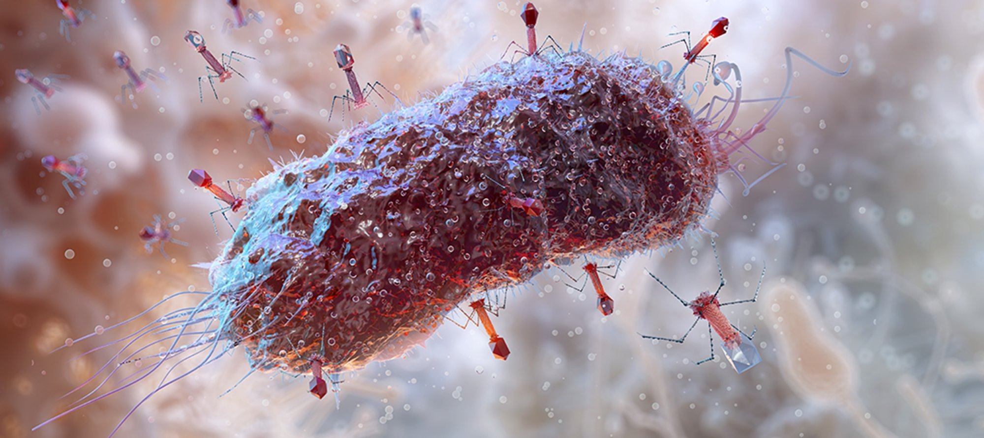 Multiple Bacteriophages attacking a bacterial cell