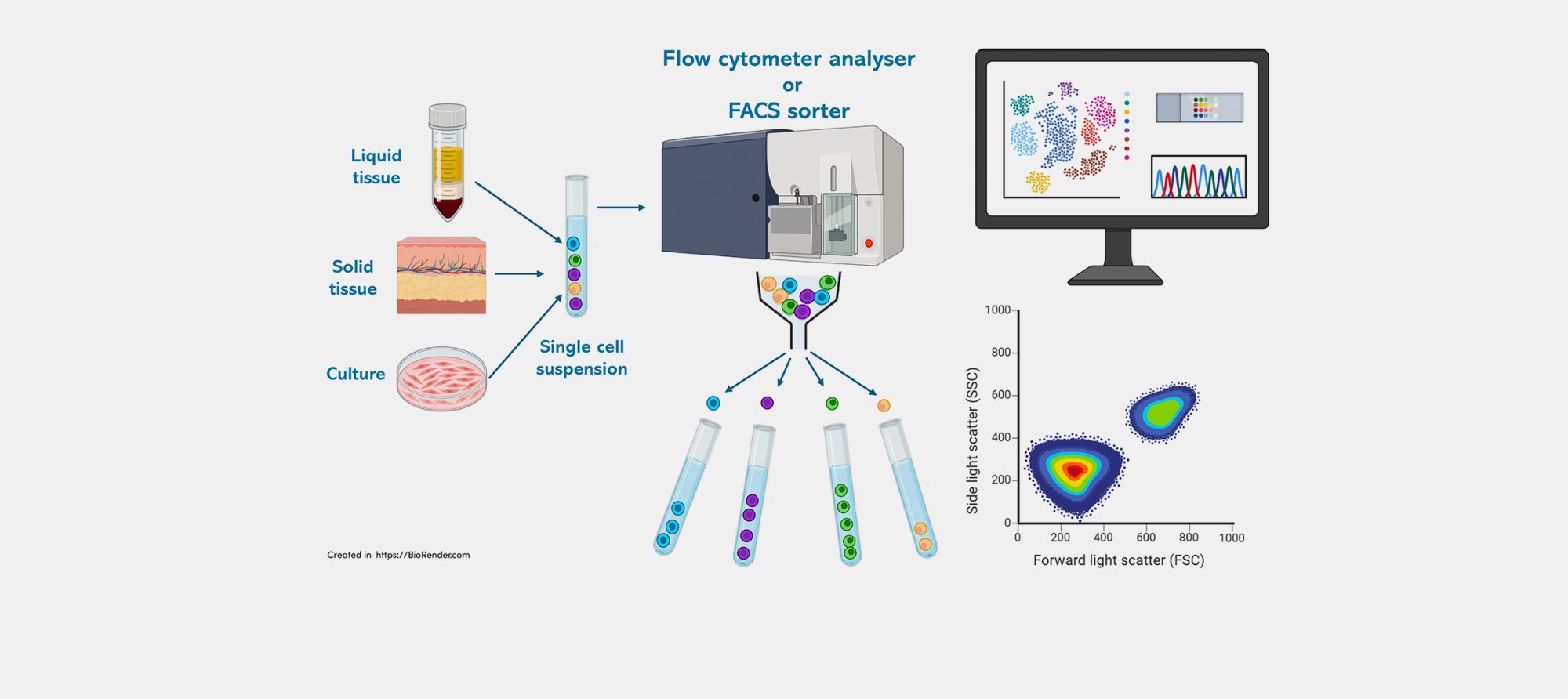 Flow cytometry workflow for cell analysis and sorting