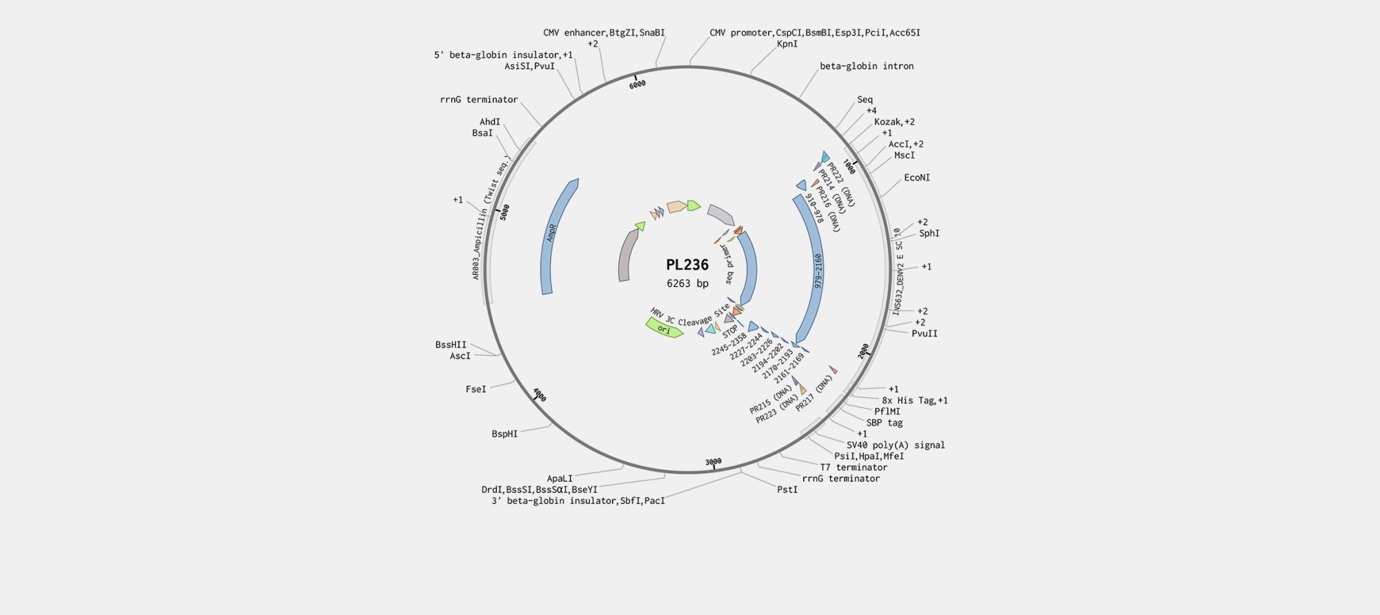 Plasmid Vector map used for protein expression in HEK293 cells